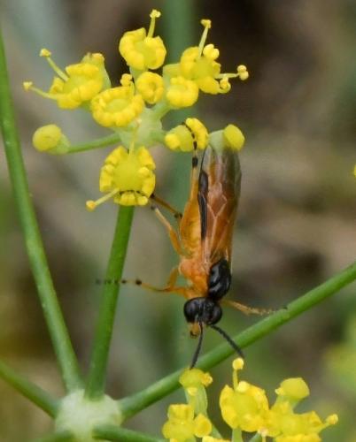 Athalia sp.